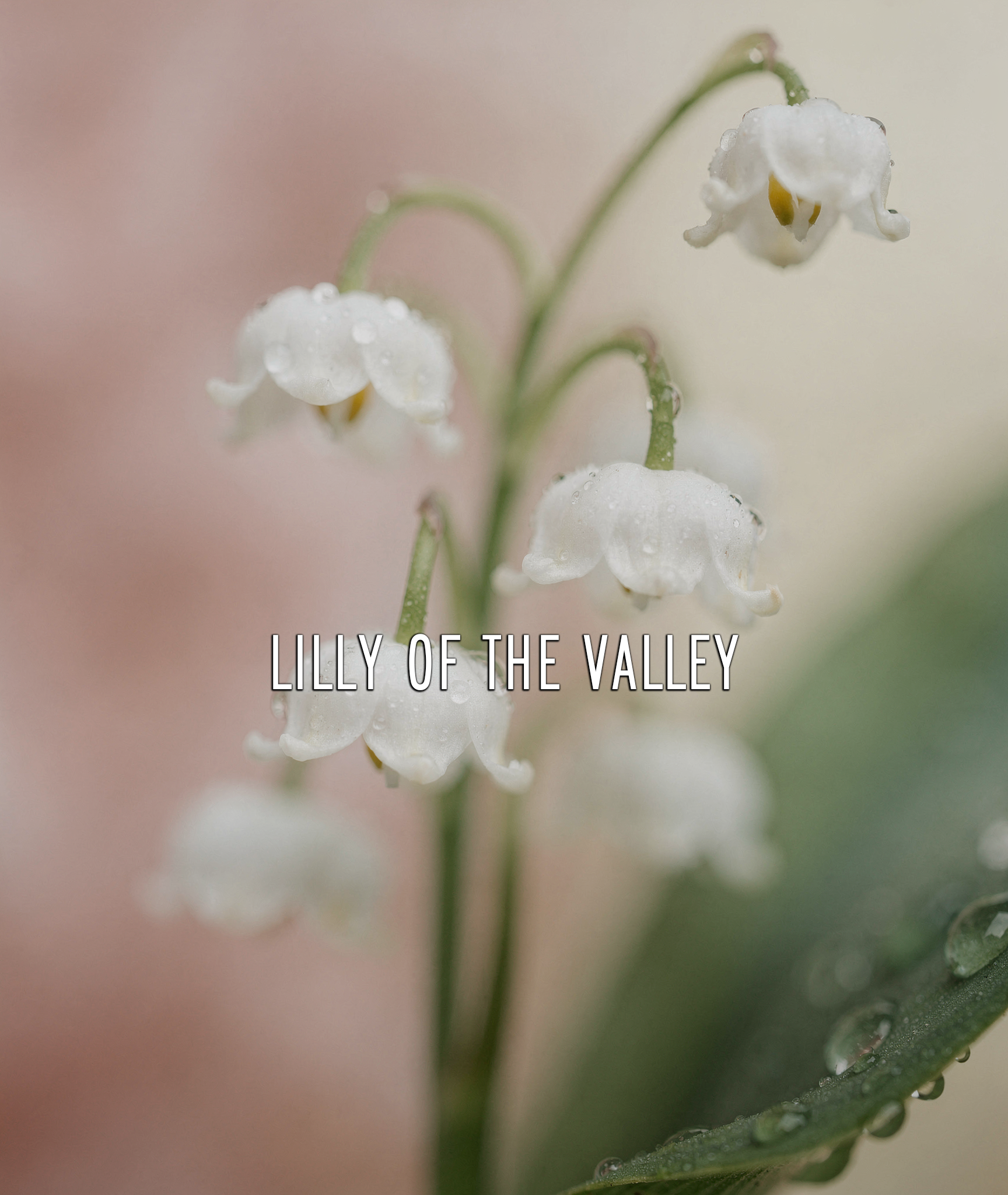 Lily of the Valley EDP – 20ml Travel