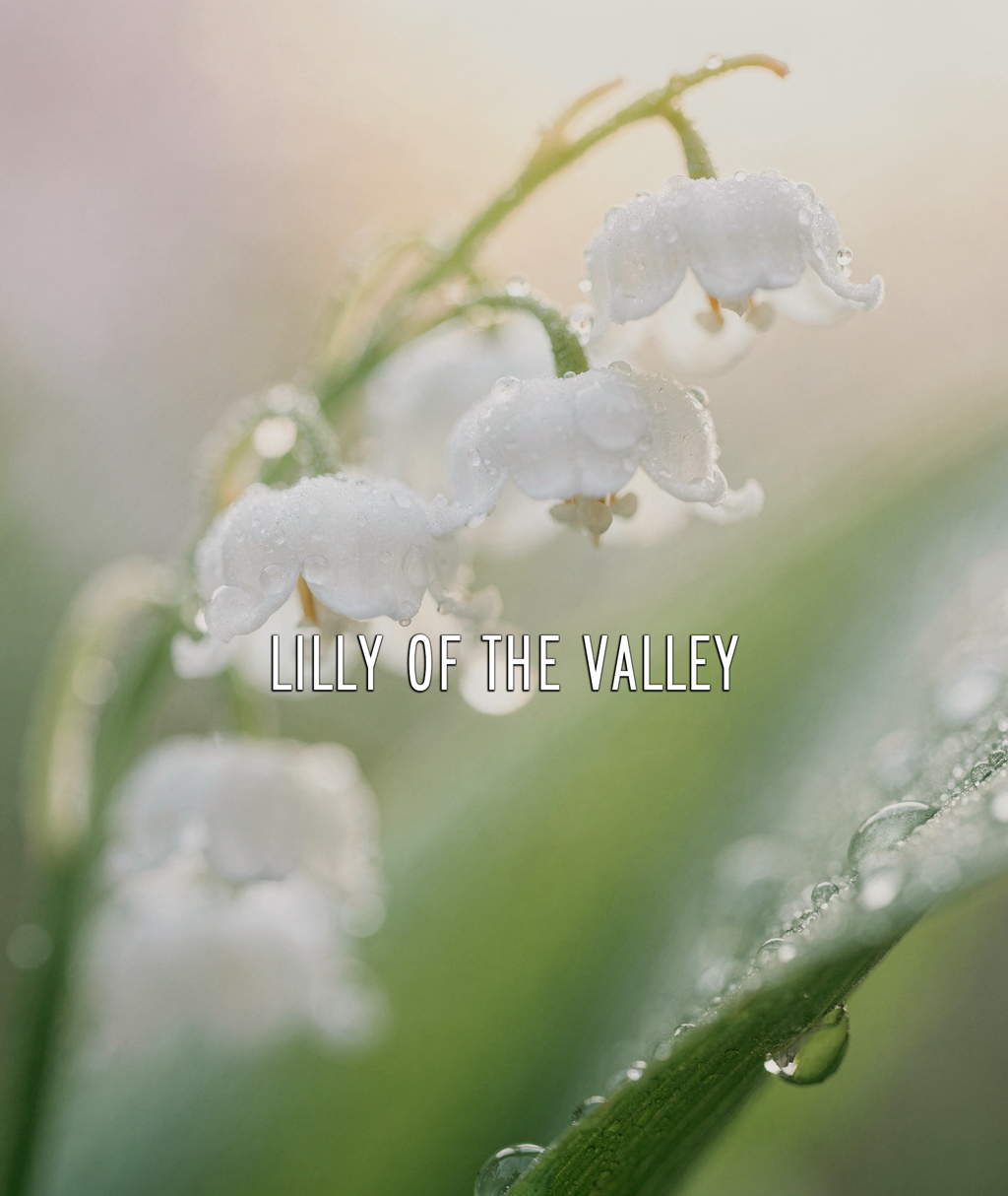 Lily of the Valley EDP – 100ml