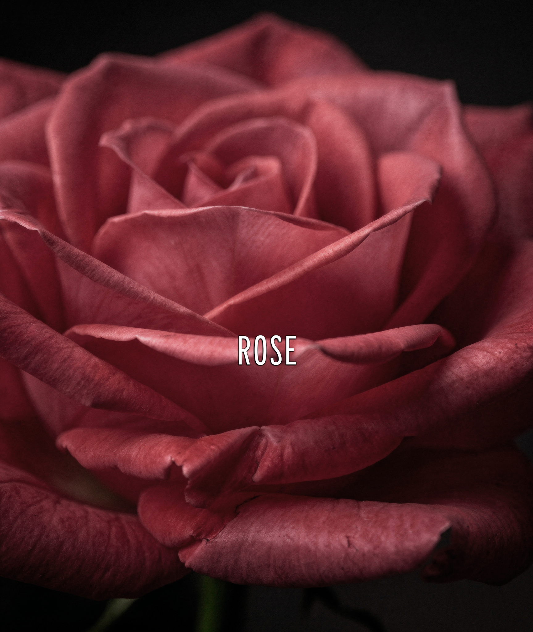 Rose of Sharon EDP – 100ml